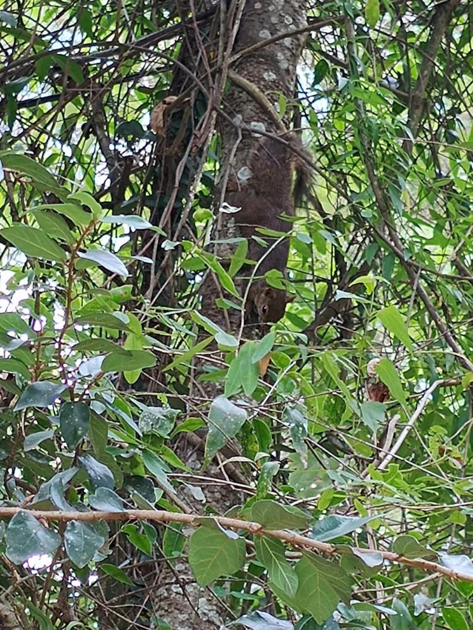Paz E Descanso Chacara Meu Morrinho Сasa de vacaciones Mairiporã